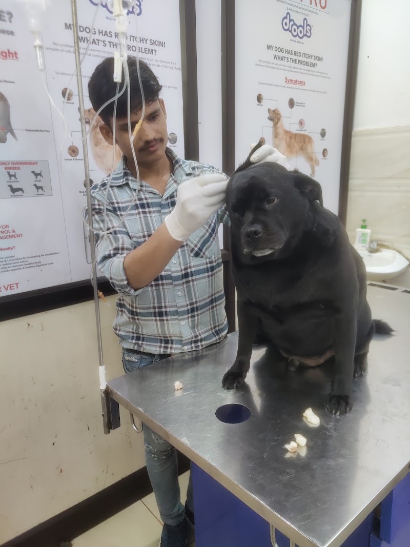 AP Vet Dog And Cat Clinic