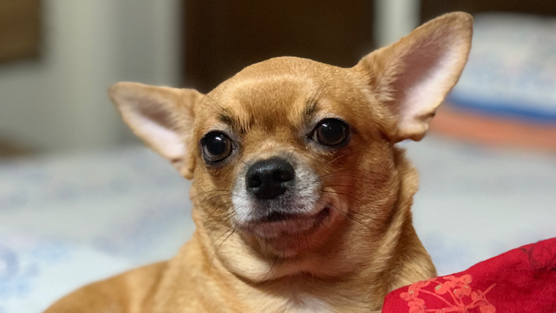 Apollo Pet Clinic