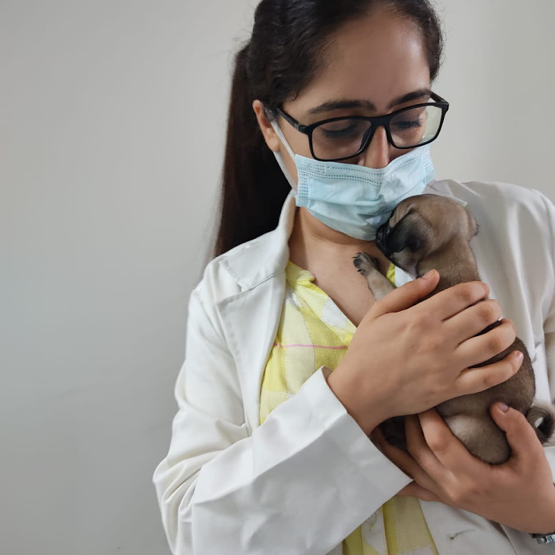 DCC Animal Hospital and Pet Care Centre