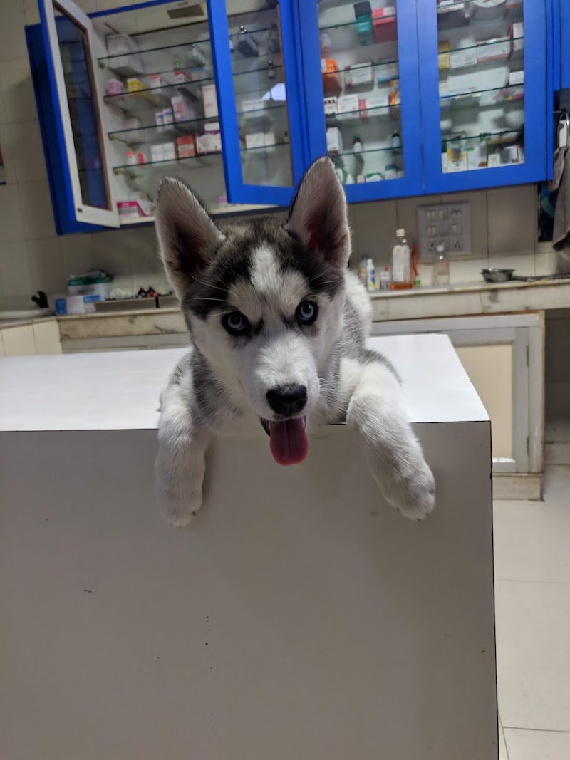 Dog Care Centre
