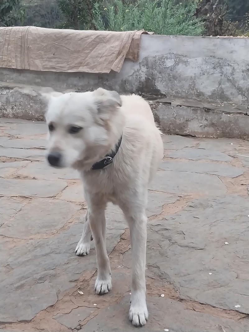 Dogs and Cats Clinic (East of Kailash)