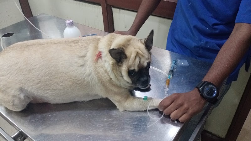 Dr. Anand’s Pets Hospital (Vikaspuri)