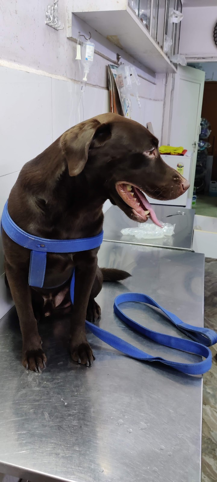 Dr. Choudhary Dog Clinic