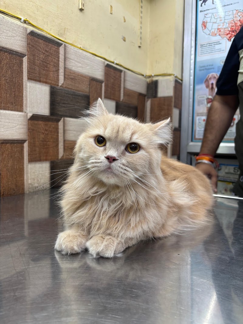 Dr. Dheeraj Pets Clinic & Surgery Centre