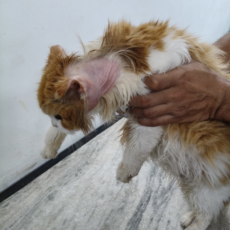 Dr. Khanna’s Dog & Cat Clinic