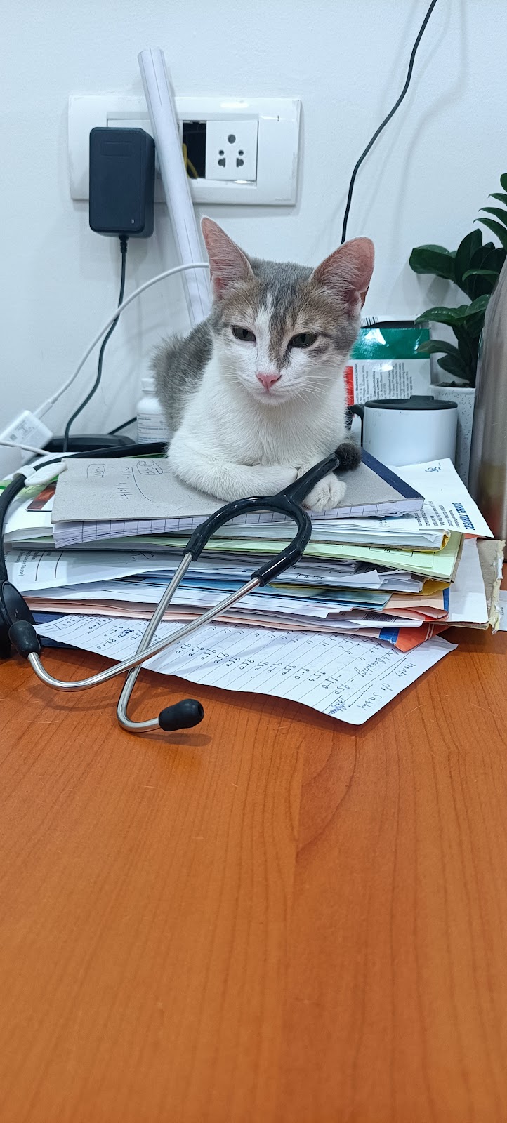 Dr. Paw Veterinary Clinic