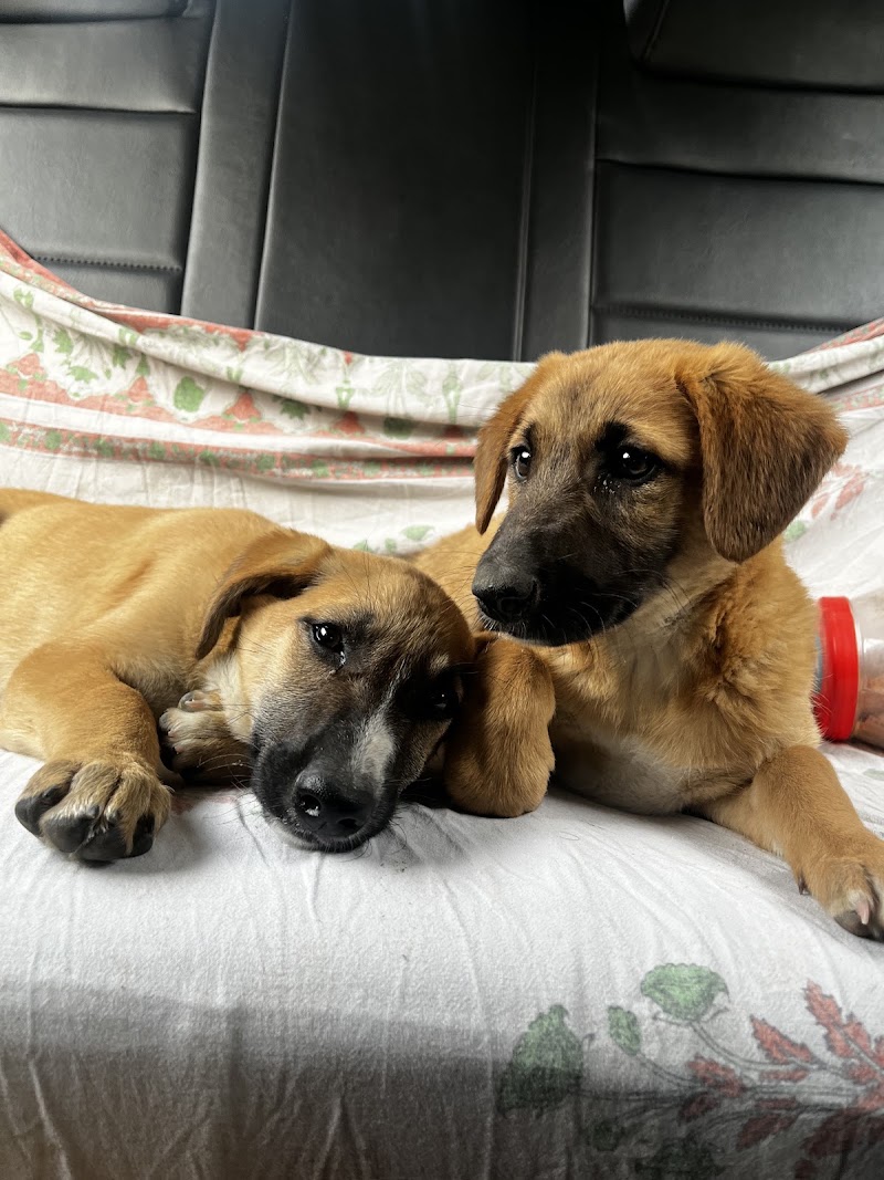 Dr. R.T. Sharma Pet Hospital & Boarding Shelter