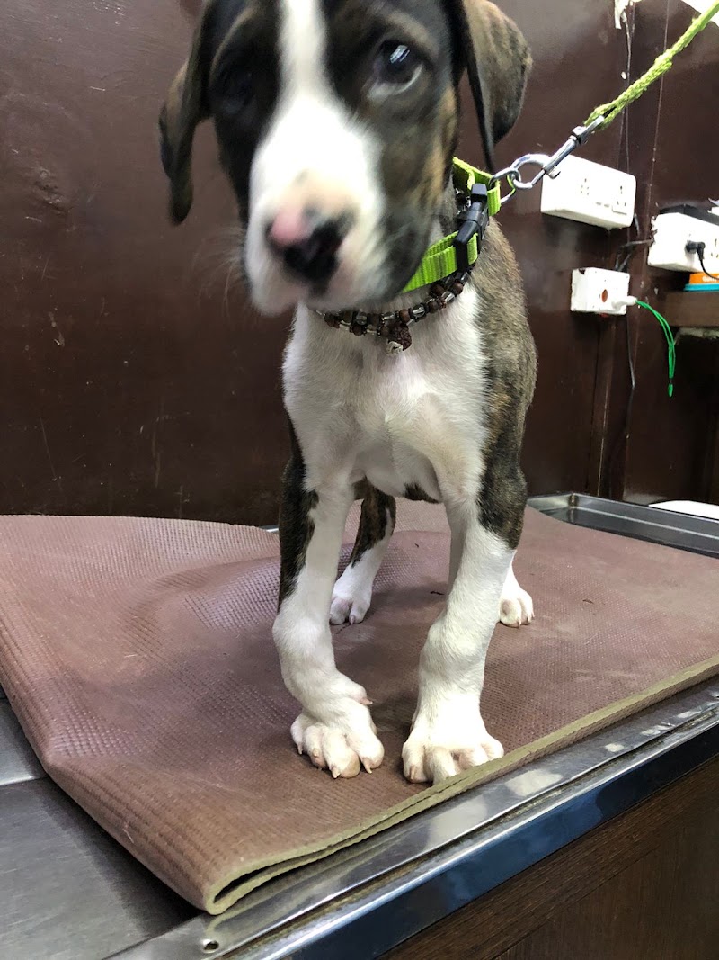 Dr Rahul’s Lifeline Pet Clinic