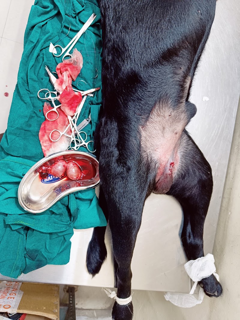 Dr. Tripathi Veterinary Clinic
