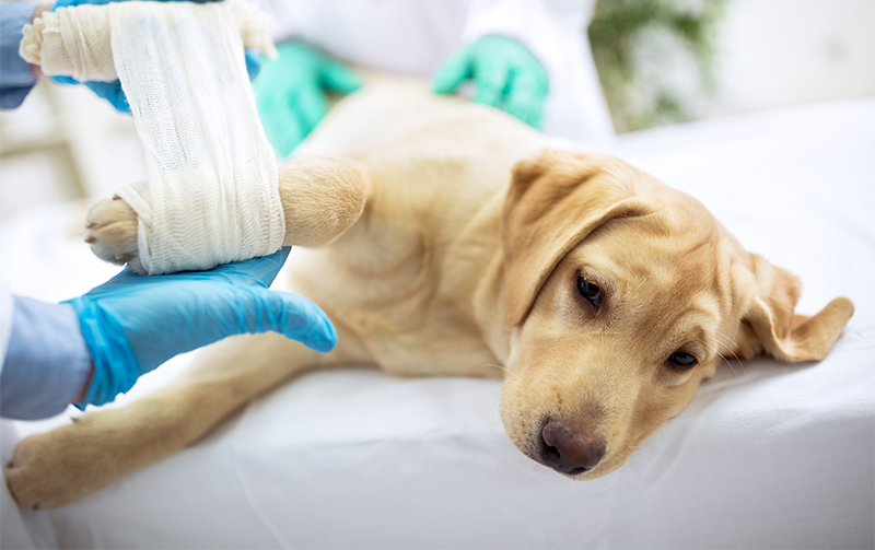 Green Veterinary Clinic