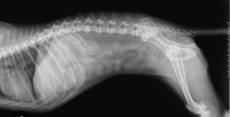 KK Pet Clinic (Vasundhara)