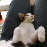 Prolife Pet Clinic : Best Pet Clinic