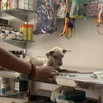 Vetify Animal Clinic Sec-7 Gurgaon