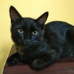 Akshaya Pet clinic