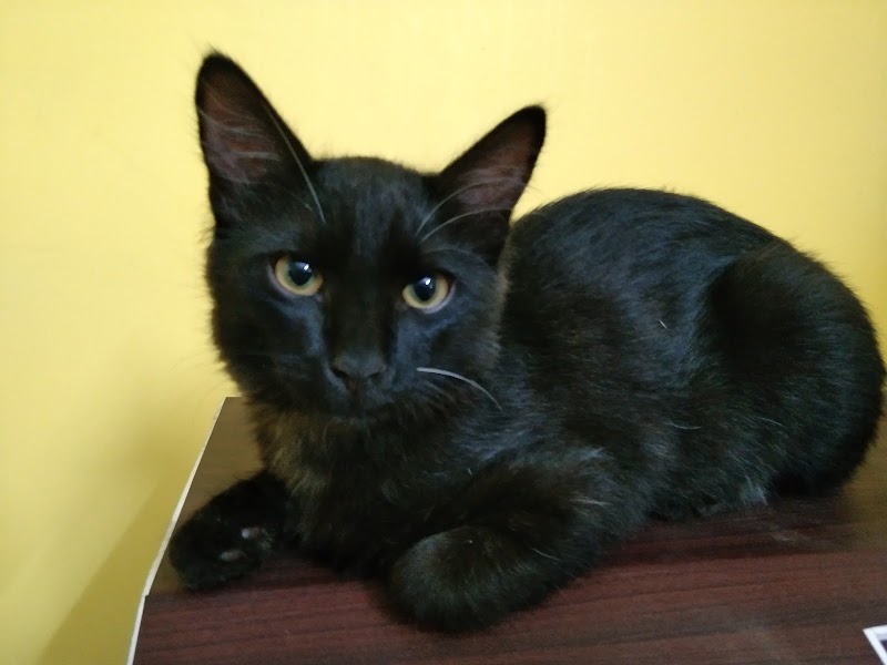 Akshaya Pet clinic