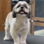 Pets Forever Bengaluru – Pets-Grooming and Spa and pet clinic