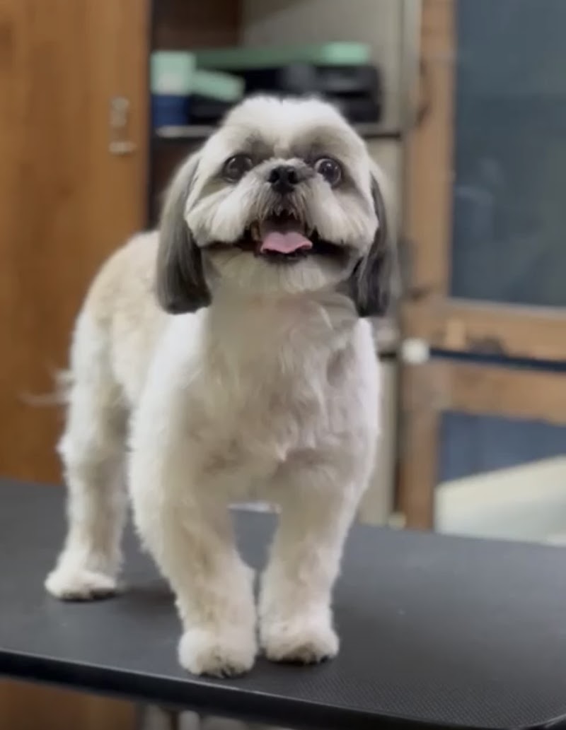 Pets Forever Bengaluru – Pets-Grooming and Spa and pet clinic