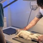 Healing paws animal clinic and surgical centre