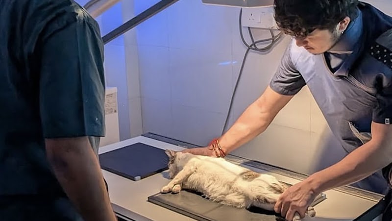 Healing paws animal clinic and surgical centre