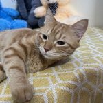 Elly Pet Paradise