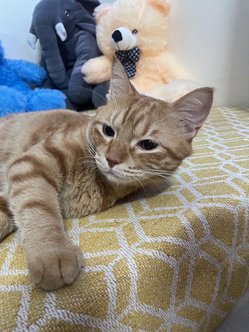 Elly Pet Paradise
