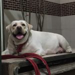 Dog and cat clinic