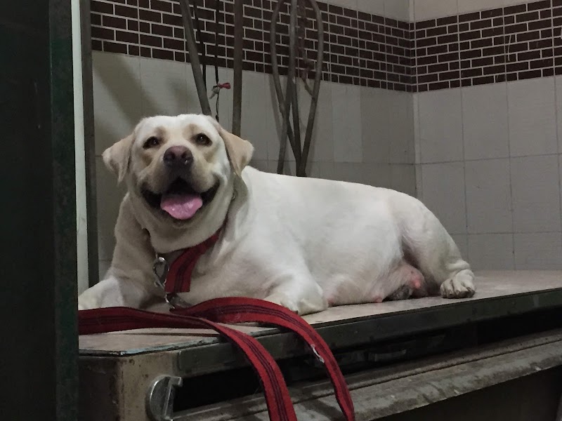 Dog and cat clinic