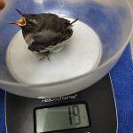 Liya’s Animal and Bird Clinic