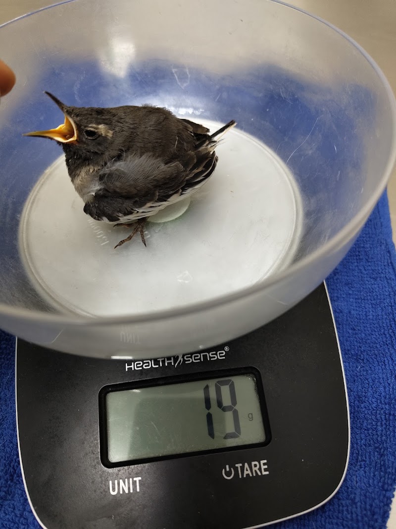 Liya’s Animal and Bird Clinic
