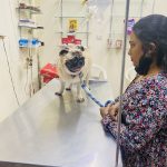 Anu Pet Clinic