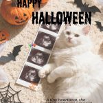 Pet’s Paradise Multispeciality Hospital 24×7 by Dr. Ami Sanghavi