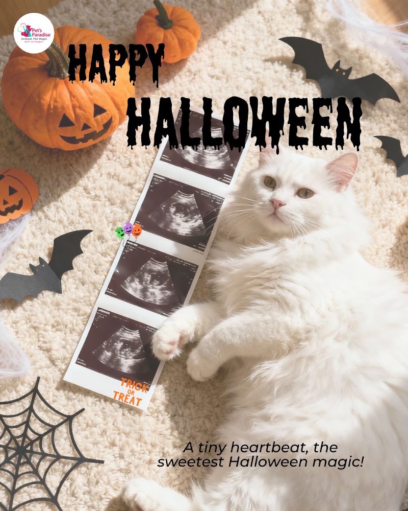 Pet’s Paradise Multispeciality Hospital 24×7 by Dr. Ami Sanghavi