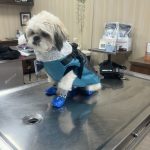 Val _ Uu_ vet veterinary clinic