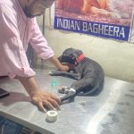 Indian Bagheera Veterinary Clinic