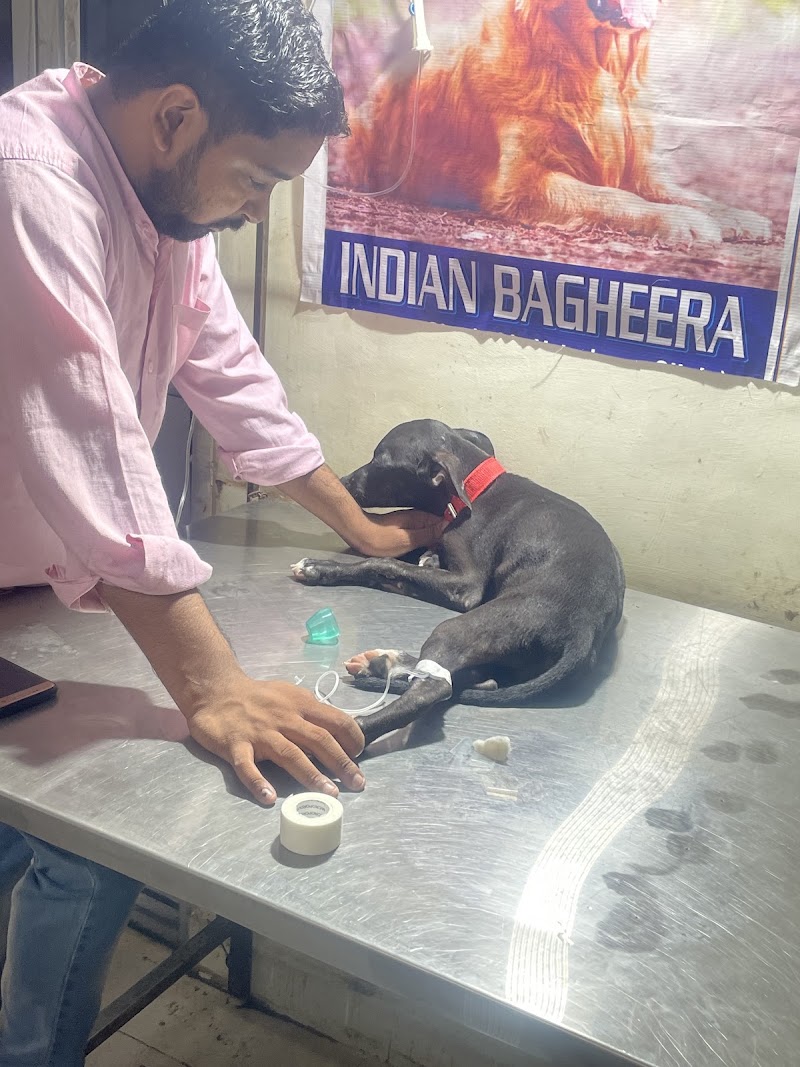 Indian Bagheera Veterinary Clinic