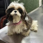 Green Field Pet Clinic – Vet clinic in Faridabad
