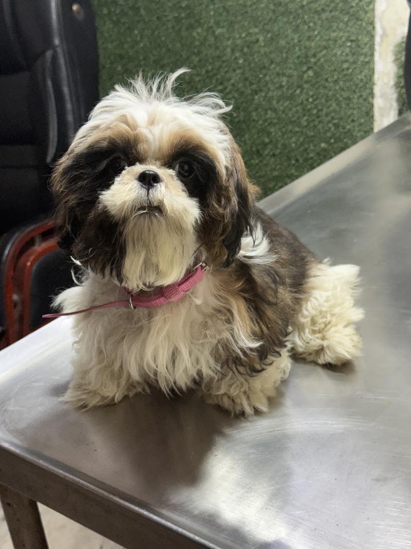 Green Field Pet Clinic – Vet clinic in Faridabad