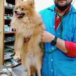 Dr Paw Home Vet | Dr Pet Vet on call | Pet Dr. at Home | Pet Vaccination at Home