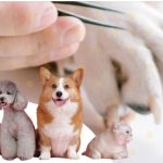 Papas Lifeline Pet Clinic & Veterinary Hospital – 24×7 Care Jayanagar