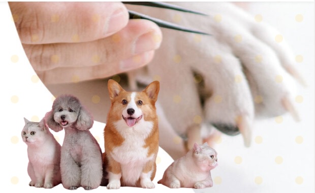 Papas Lifeline Pet Clinic & Veterinary Hospital – 24×7 Care Jayanagar