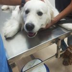 Capital Vets – Pet Clinic