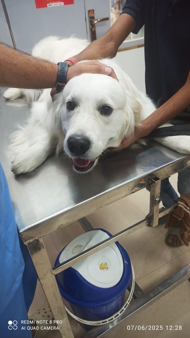 Capital Vets – Pet Clinic