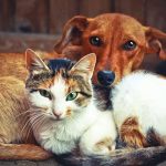 Rays Pet Clinic