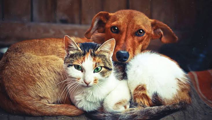 Rays Pet Clinic