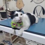 Dr.Fernaz’s Pets Clinic