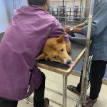 Paws Valley Pet Hospital Kaggadaspura Branch