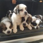 Veterinary Hospital – Yelahanka Old Town