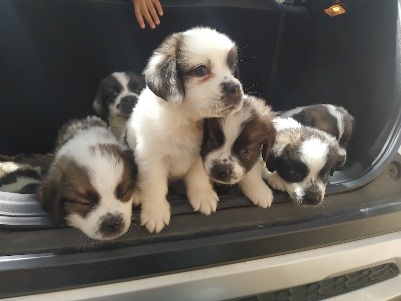 Veterinary Hospital – Yelahanka Old Town