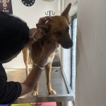 Pawfect Vet Clinic