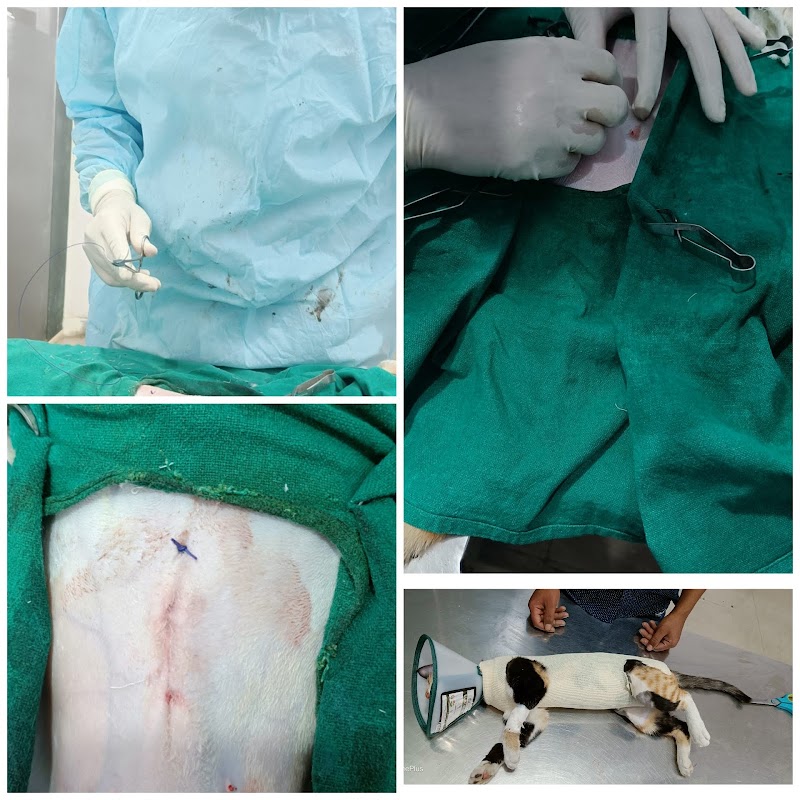 UR PET CLINIC